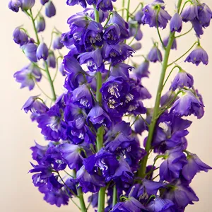Deep Ocean Purple Blue Delphinium Flower